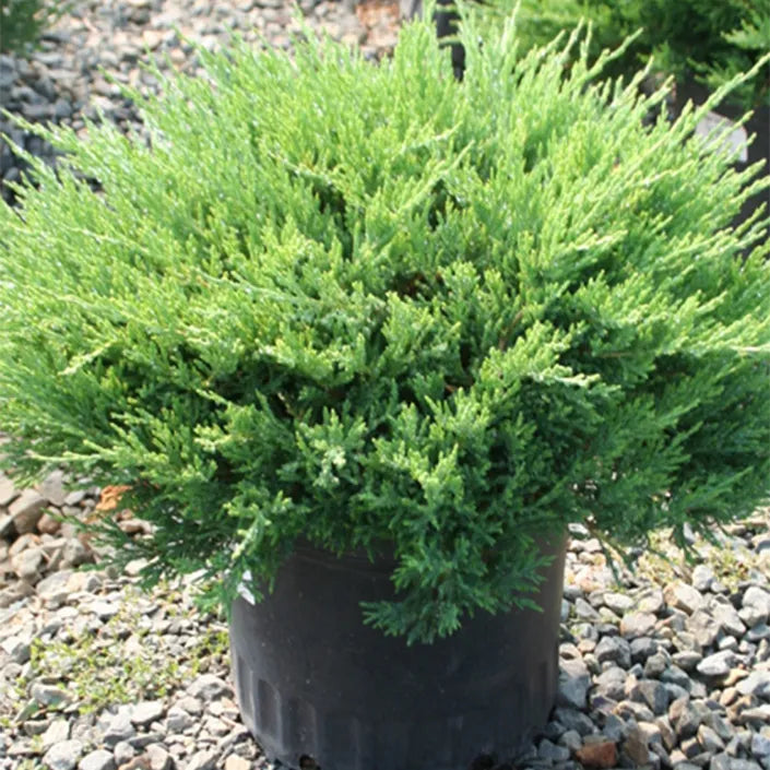 Juniper - Andorra