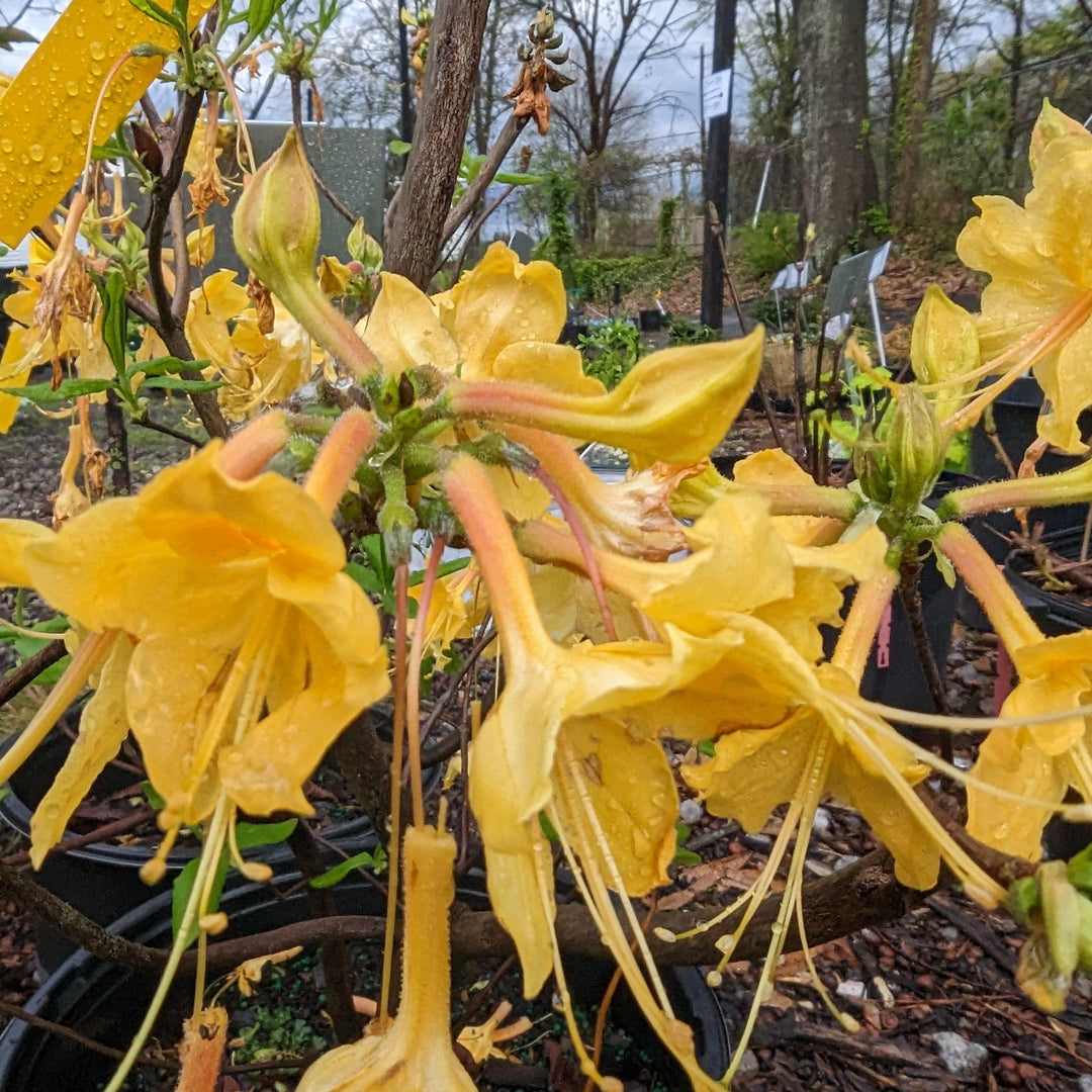 Rhododendron 'Admiral Semmes' ~ Admiral Semmes Native Azalea