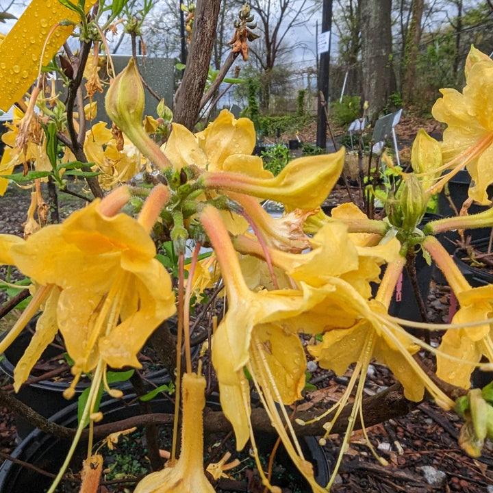 Rhododendron 'Admiral Semmes' ~ Admiral Semmes Native Azalea