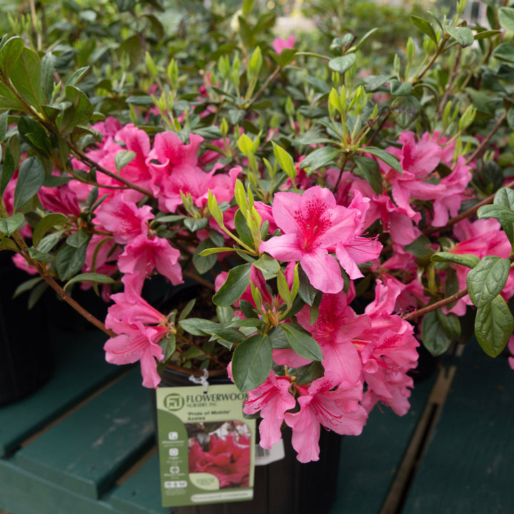 Azalea x 'Pride of Mobile' ~ Pride of Mobile Azalea