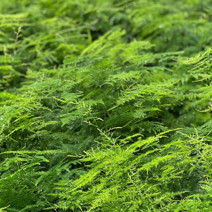 Asparagus setaceus ~ Plumosa Asparagus Fern