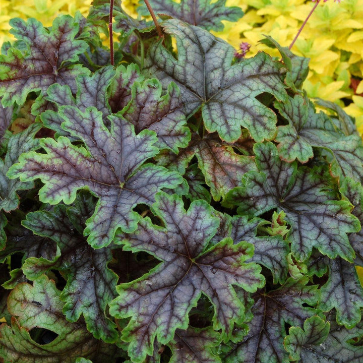 Heucherella ‘Tapestry’ ~ Tapestry Foamy Bells