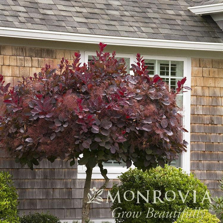 Cotinus coggygria 'Royal Purple' ~ Monrovia® Royal Purple Smoke Tree