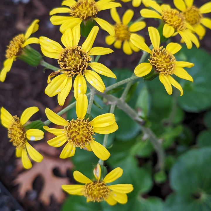 Farfugium Japonicum 'Giganteum' ~ Giant Leopard Plant