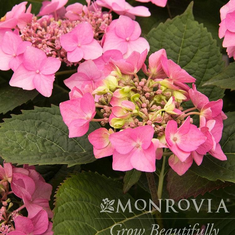 Hydrangea macrophylla 'SMHMEPSILON' PP #28,974 ~ Monrovia® Seaside Serenade® Outer Banks Hydrangea