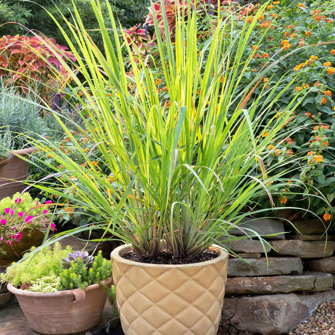 Statuary- Beehive Pot with Lemon Grass