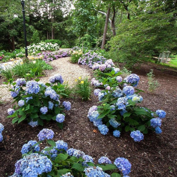 Hydrangea macrophylla 'Bailmer’ ~ Endless Summer® The Original Hydrangea