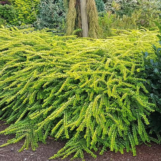 Lonicera - Thundercloud