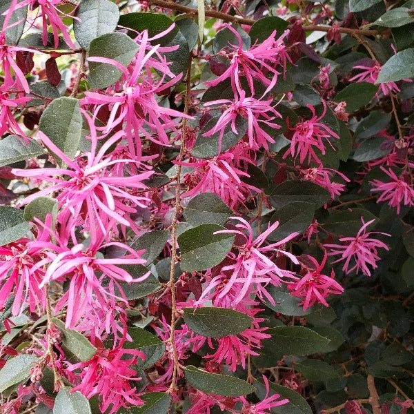 Loropetalum - Chang's Ruby