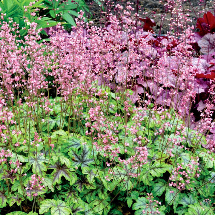 Heucherella ‘Tapestry’ ~ Tapestry Foamy Bells