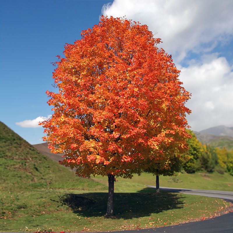 Maple - October Glory