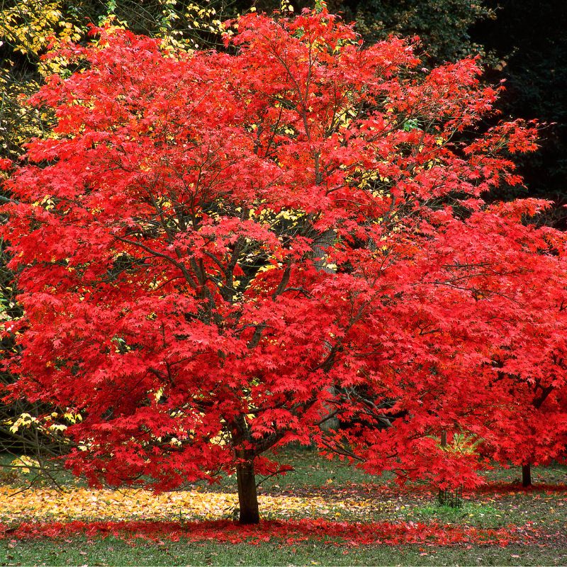 Maple - Sun Valley