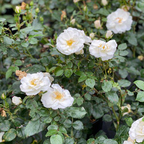 Rosa 'Bozmillwin' PP28197  ~ PW® Color Choice® Oso Easy Ice Bay® Rose