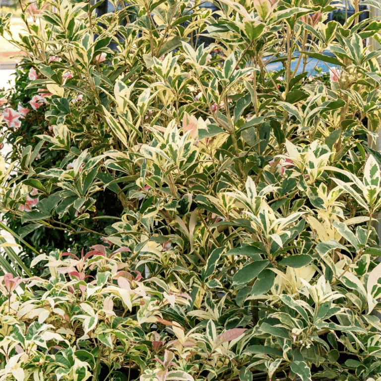 Osmanthus - Misty River - Fragrant Tea Olive