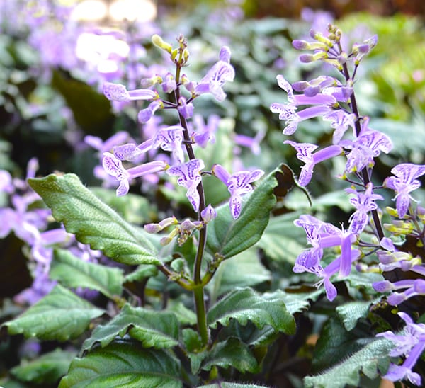 Mona Lavender - Plectranthus