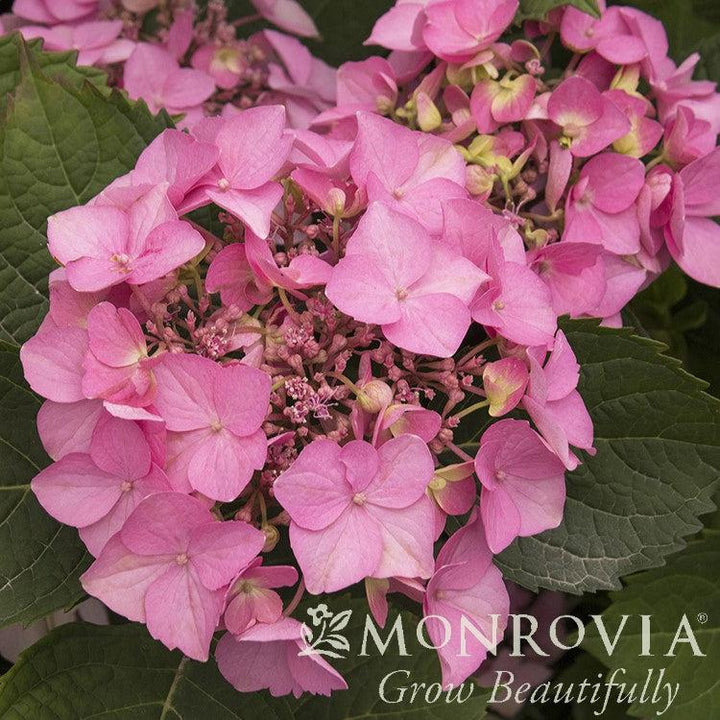 Hydrangea macrophylla 'SMHMEPSILON' PP #28,974 ~ Monrovia® Seaside Serenade® Outer Banks Hydrangea