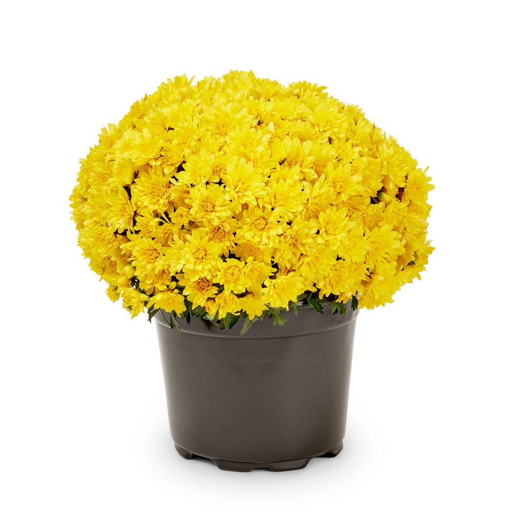 Mum - 8 inch
