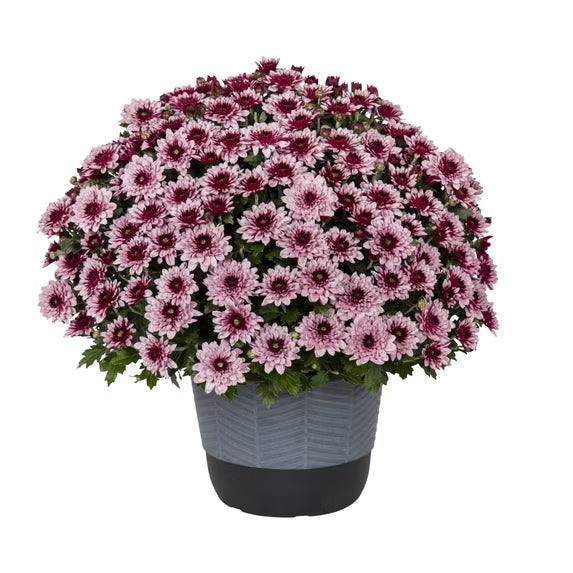 Mum - 8 inch - Premium