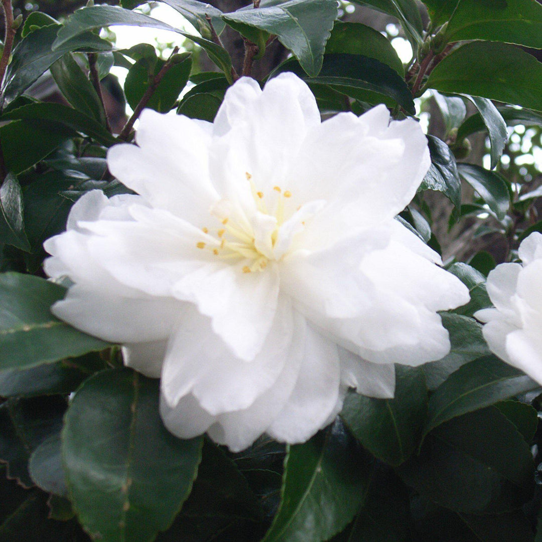 Camellia sasanqua ‘Green 02-004’ ~ October Magic® White Shi-Shi™ Camellia