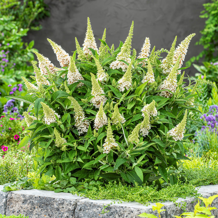 Buddleia davidii ‘BotEx 003’ PP34,525 ~ Butterfly Candy™ Lil' Coconut™ Butterfly Bush