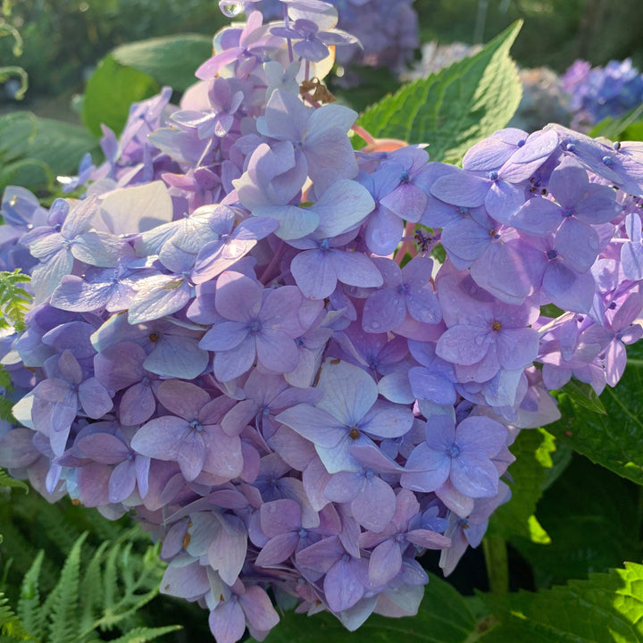 Hydrangea macrophylla 'Bailmer’ ~ Endless Summer® The Original Hydrangea