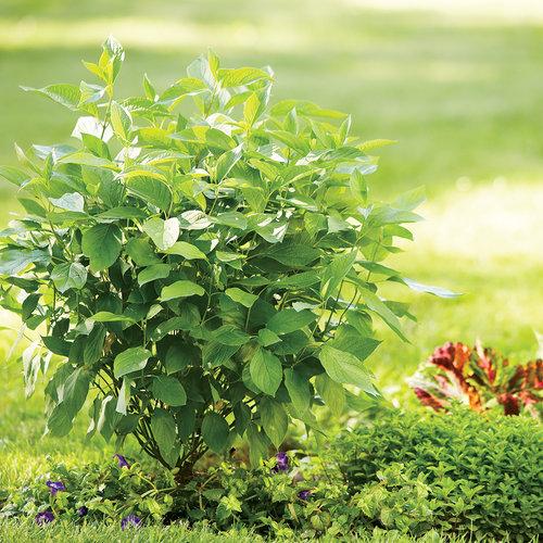 Cornus stolonifera 'Farrow' ~ Arctic Fire® Red Twig Dogwood