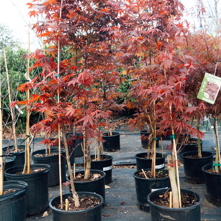 Acer palmatum var. dissectum 'Tamukeyama' ~ Tamukeyama Japanese Maple