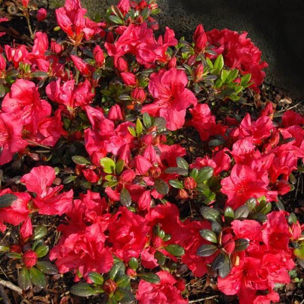 Azalea kaempferi 'Johanna' ~ Johanna Azalea