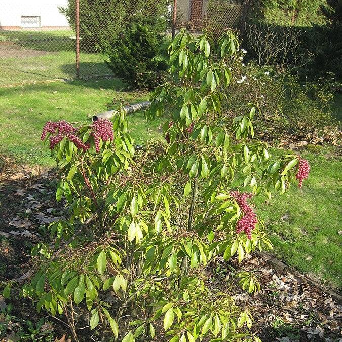 Pieris japonica 'Cabernet' PP #29,130 ~ Monrovia® Enchanted Forest® Gay Goblin™ Pieris