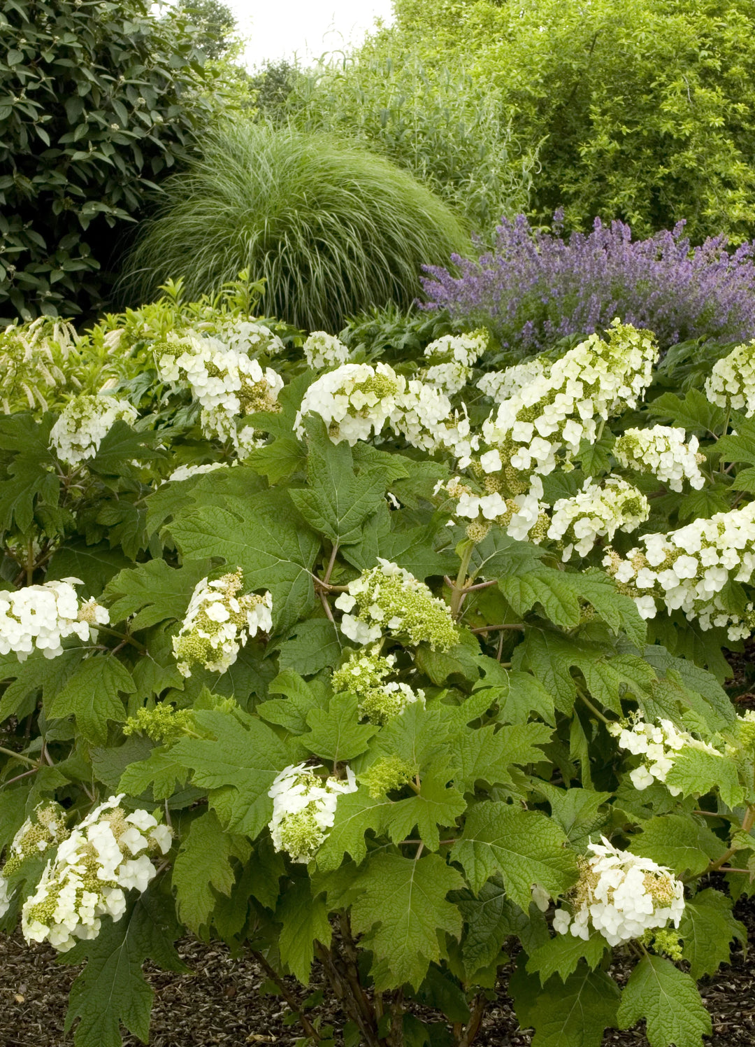 Oakleaf Hydrangea