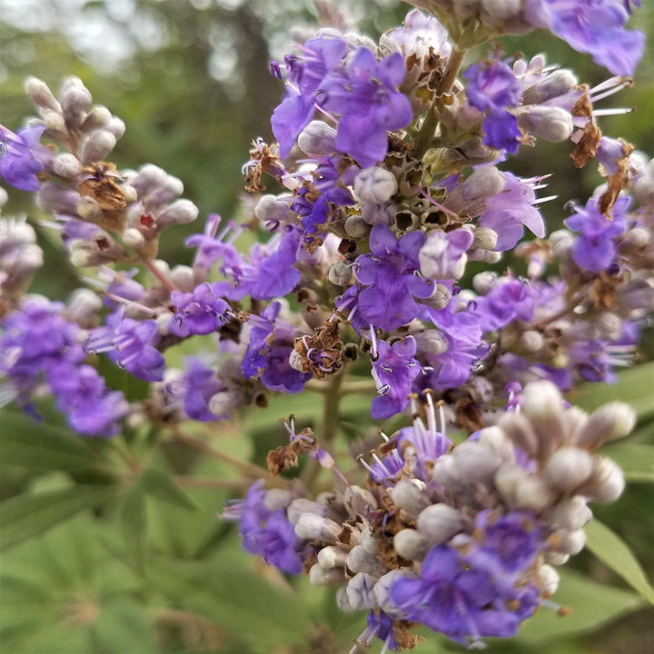 Vitex agnus-castus 'Shoal Creek’ ~ Shoal Creek Chaste Tree