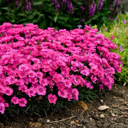 Dianthus 'Paint the Town Fancy' ~ Paint the Town Fancy Dianthus