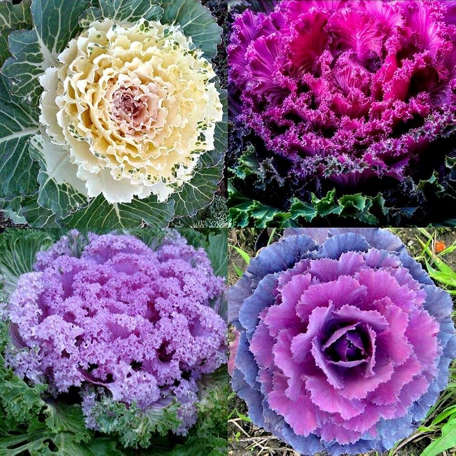 Cabbage & Kale (ornamental) - 8 inch
