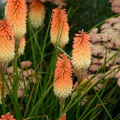Kniphofia 'Hot and Cold' PP31185 ~ PW® Pyromania® Hot and Cold Red Hot Poker