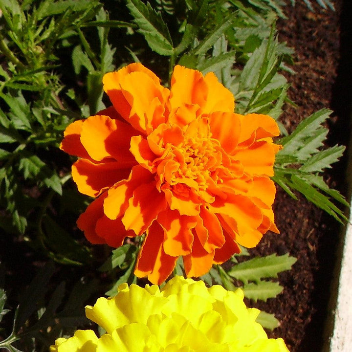 Tagetes patula 'PAS97727' ~ Durango® Orange French Marigold