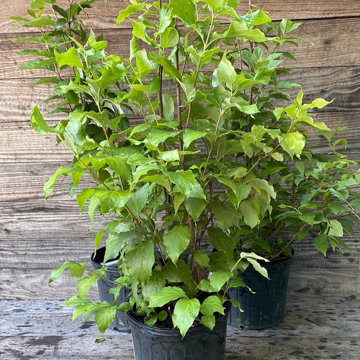 Calycanthus floridus ~ Sweetshrub, Carolina Allspice