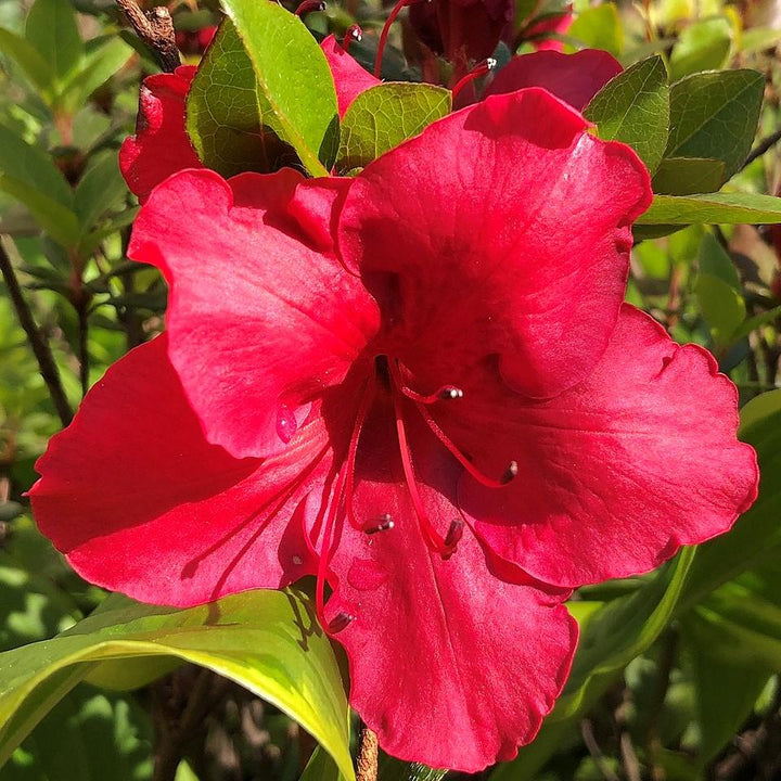 Azalea kaempferi 'Johanna' ~ Johanna Azalea