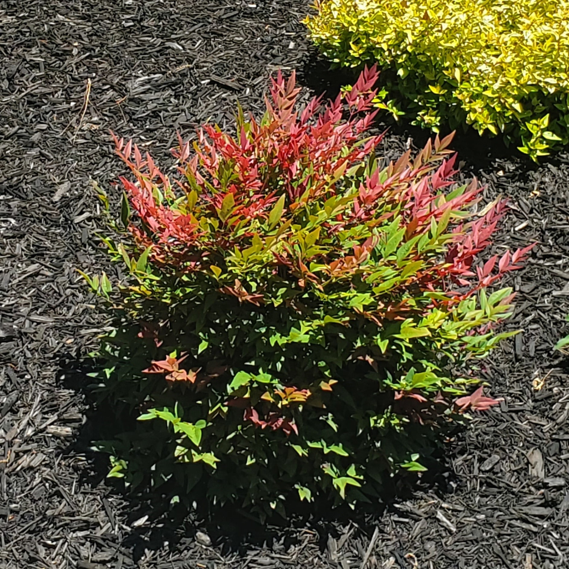 Nandina domestica 'Seika' PP21891 ~ Obsession™ Heavenly Bamboo