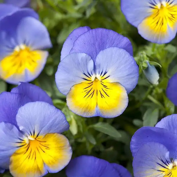 Pansy Wave - 4 inch