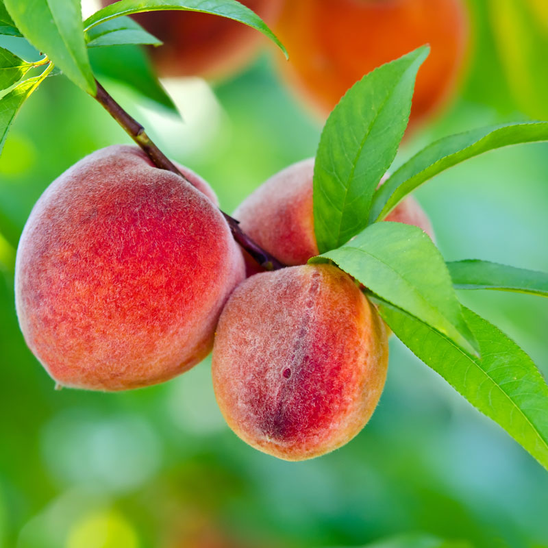 Peach Tree - Belle of Georgia