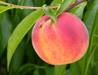 Peach Tree - Bounty
