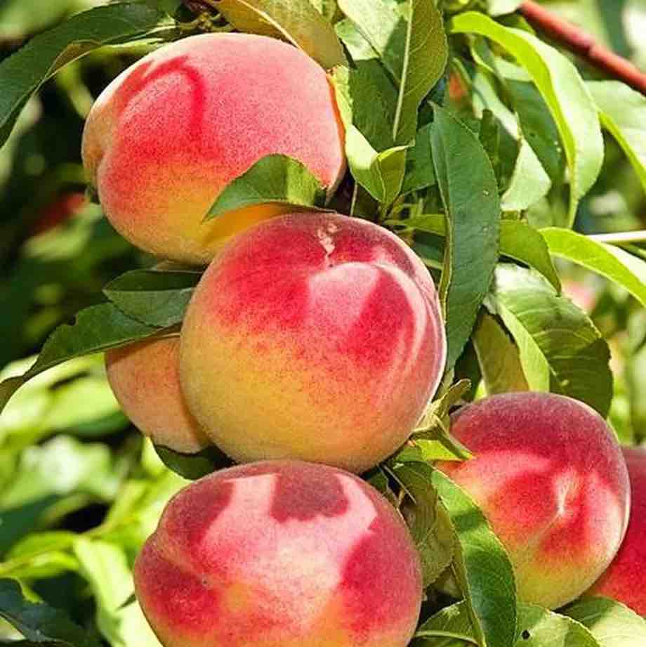 Peach Tree - Elberta