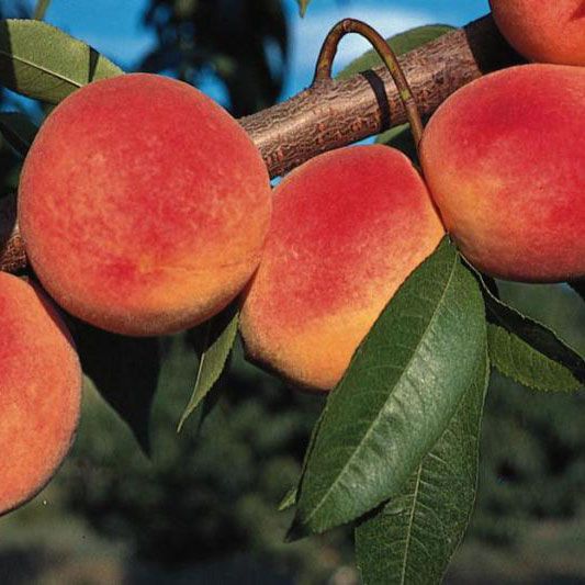 Peach Tree - Red Haven