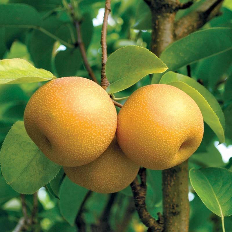 Pear Tree - Asian