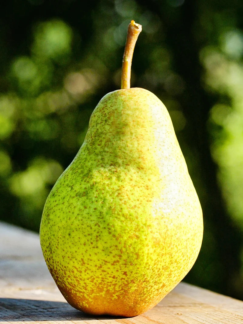 Pear Tree - Bartlett
