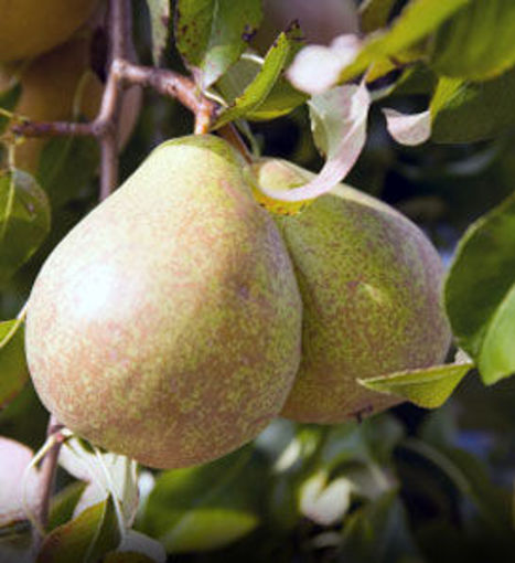 Pear Tree - Keiffer