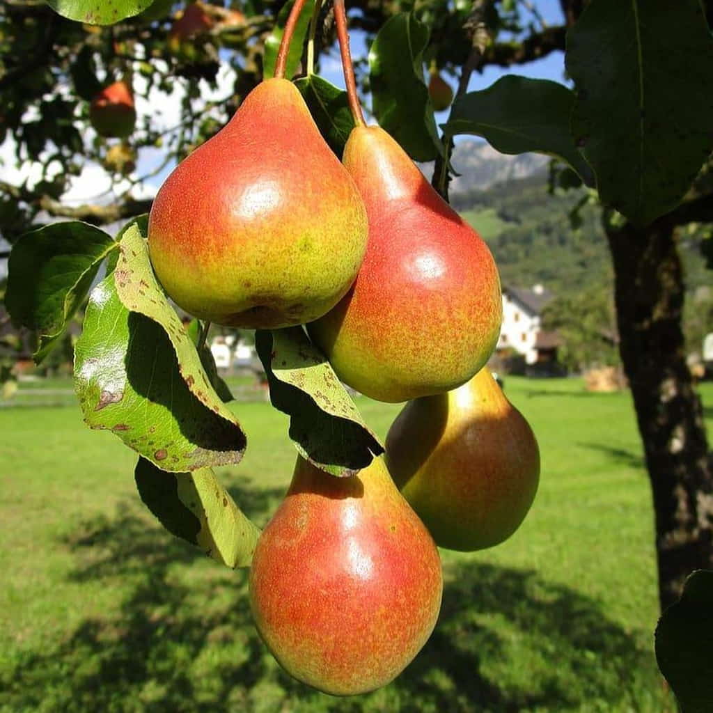 Pear Tree - Moonglow