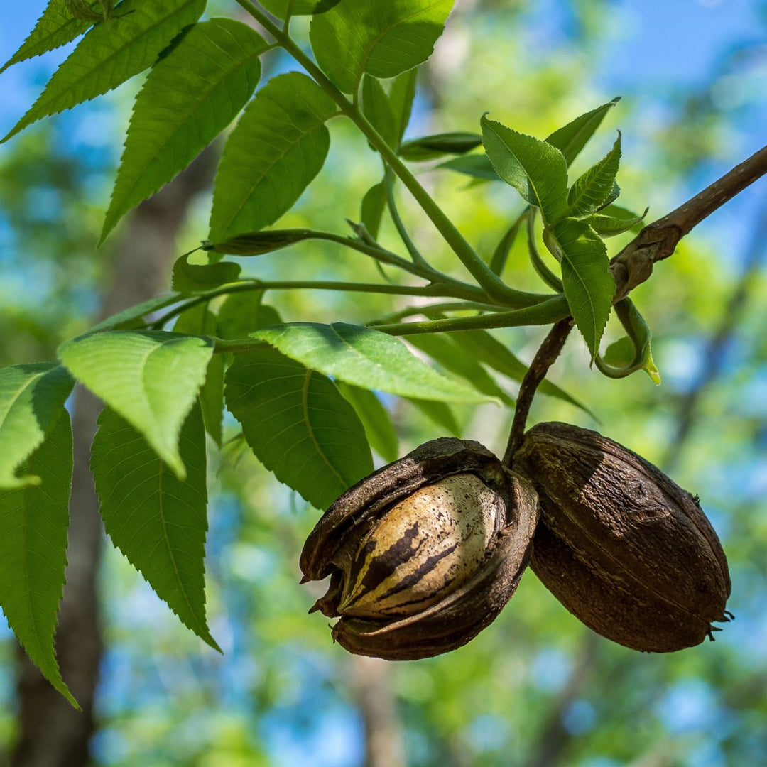 Pecan Tree - Pawnee