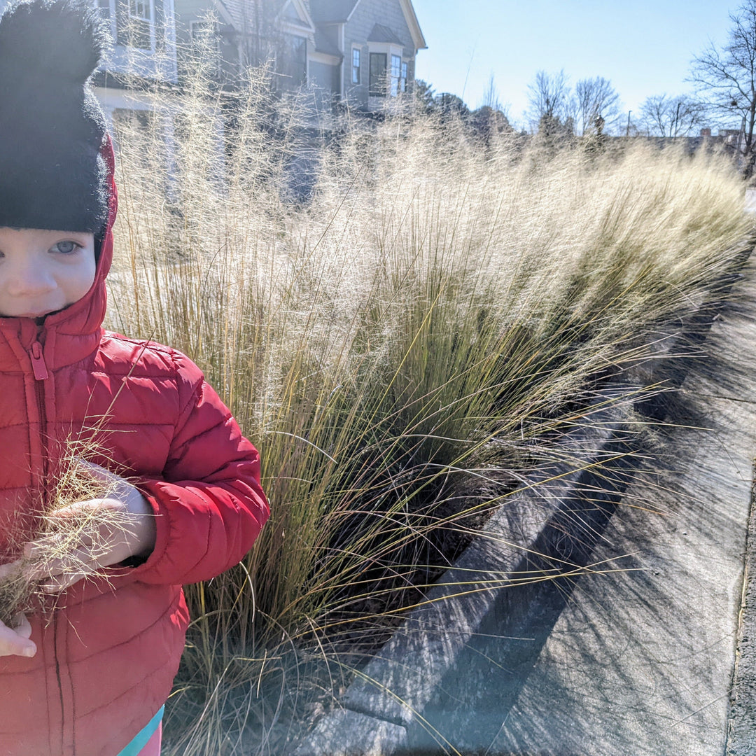 Muhlenbergia capillaris 'White Cloud' ~ White Cloud Muhly Grass