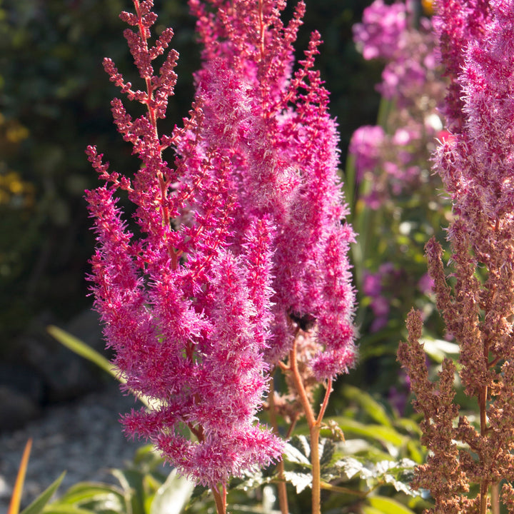 Astilbe chinensis 'Youandme Always' PP #32,942 ~ Monrovia® You And Me Always Astilbe